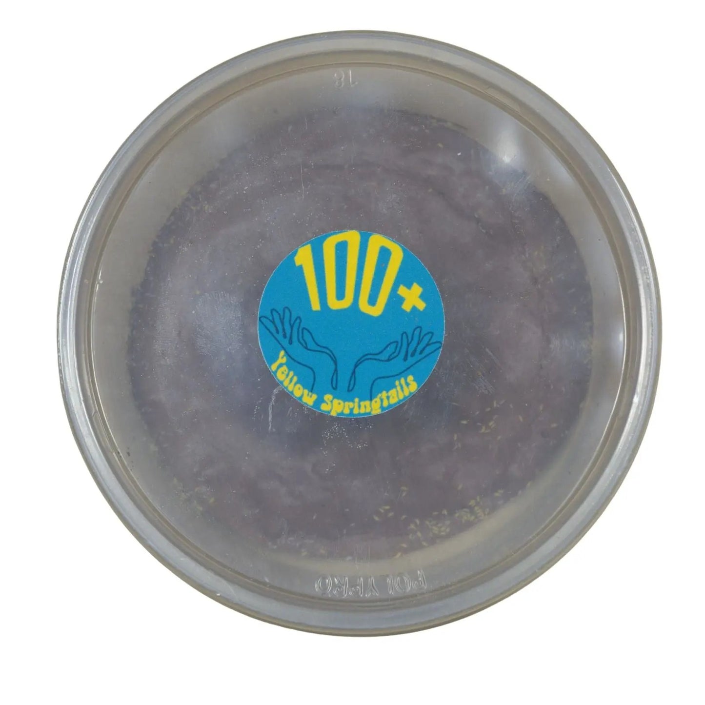 8oz Yellow Springtail Culture.