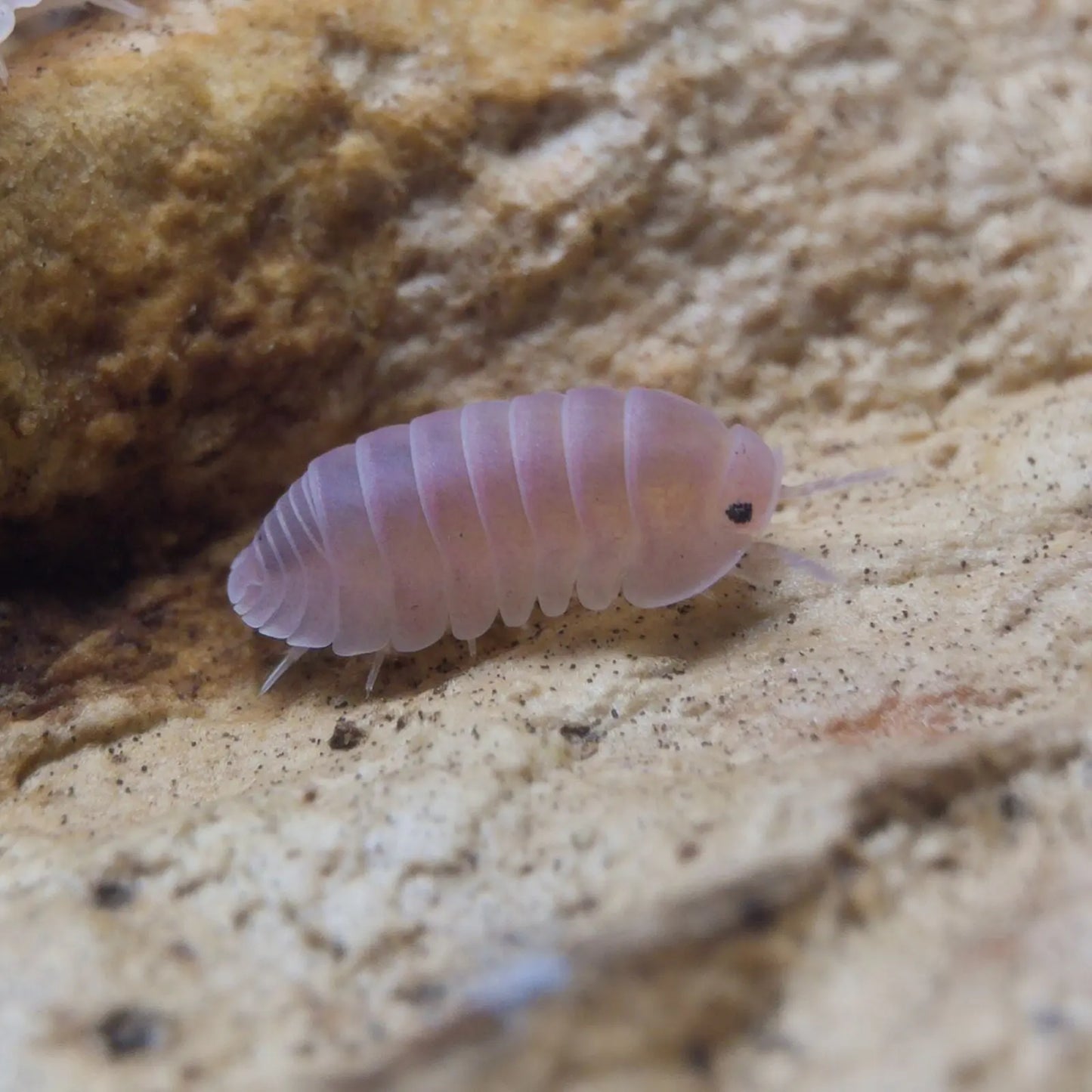 Cubaris Sp. Cherry Blossom Isopods