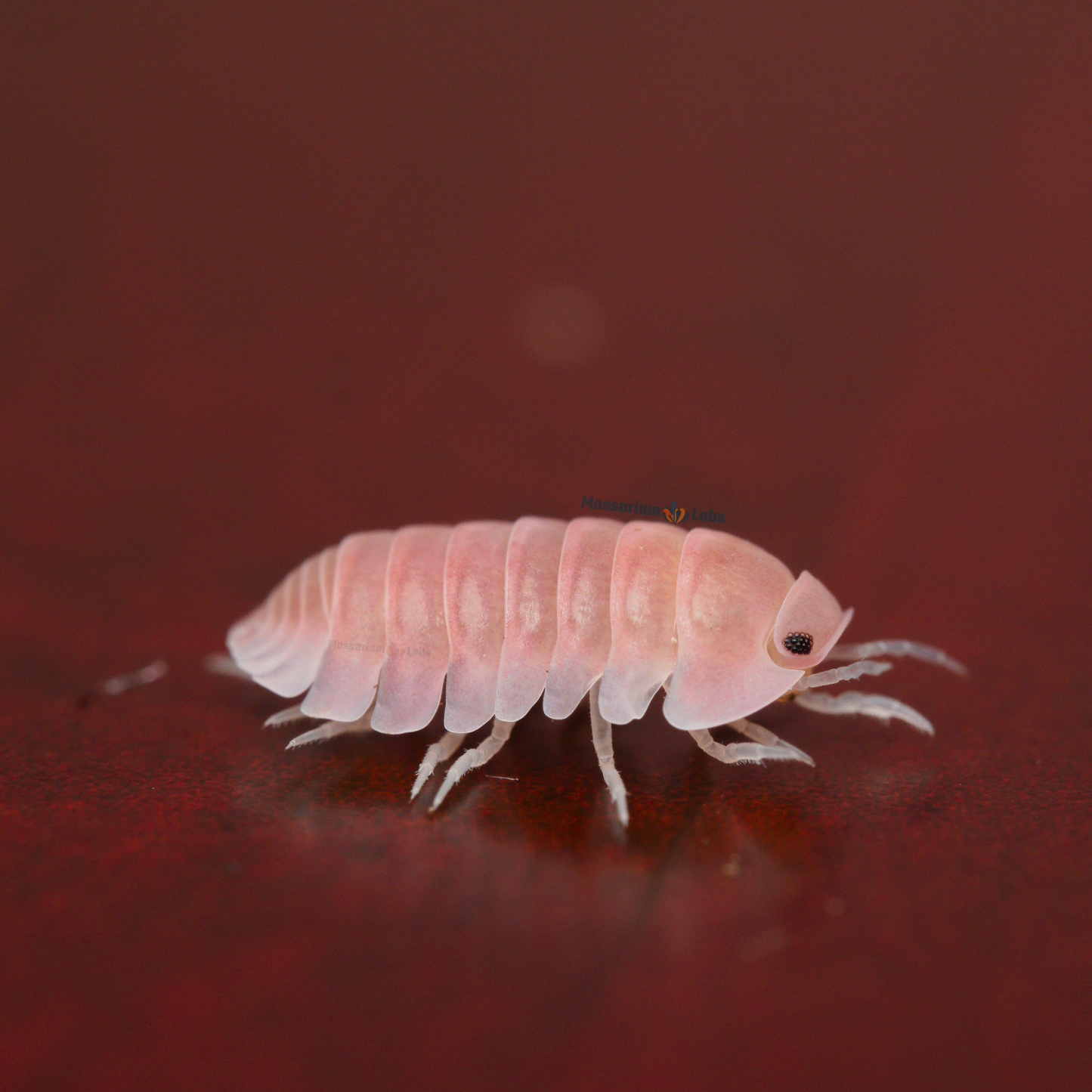 Cubaris sp. Cherry Blossom Isopods My Store