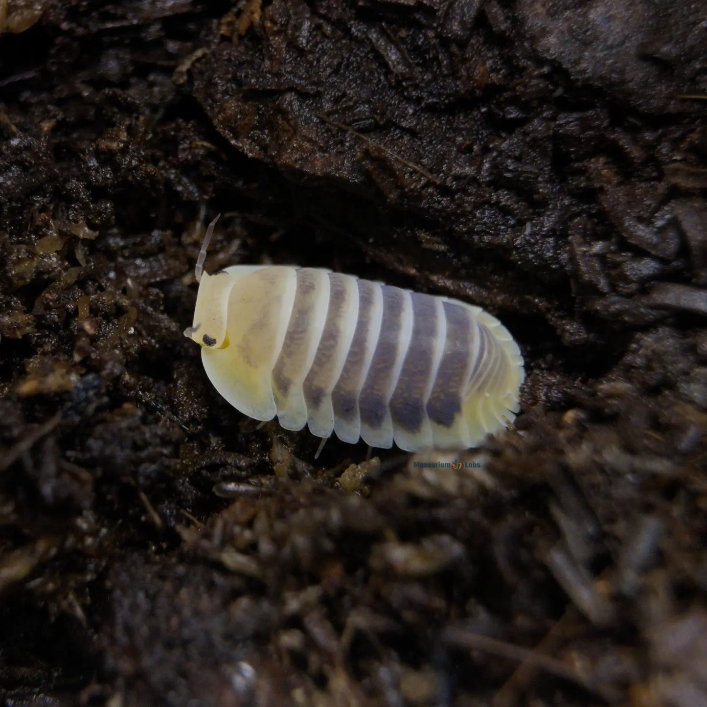 Cubaris Sp. Jupiter Isopod in soil.