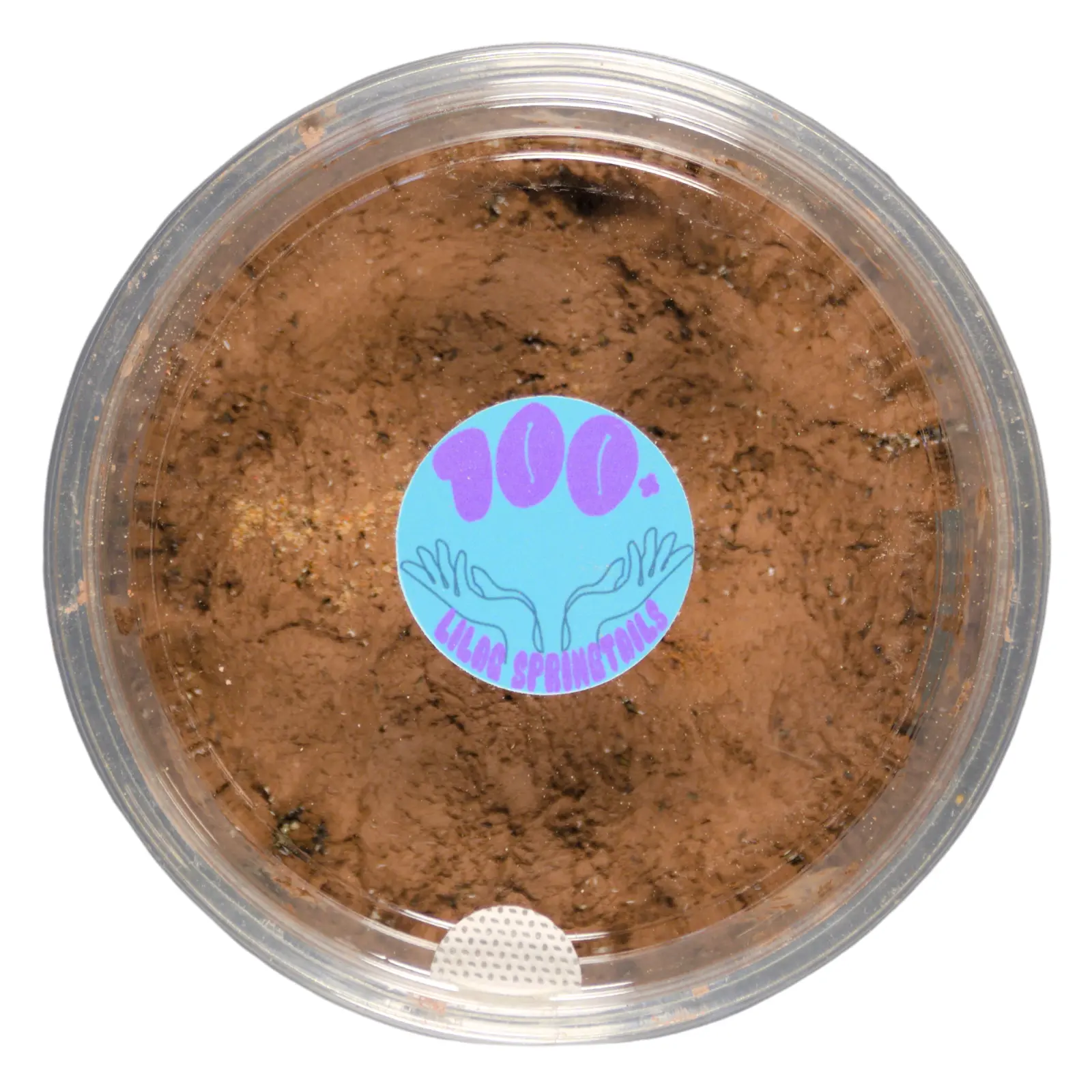 Clay culture of lilac springtails.