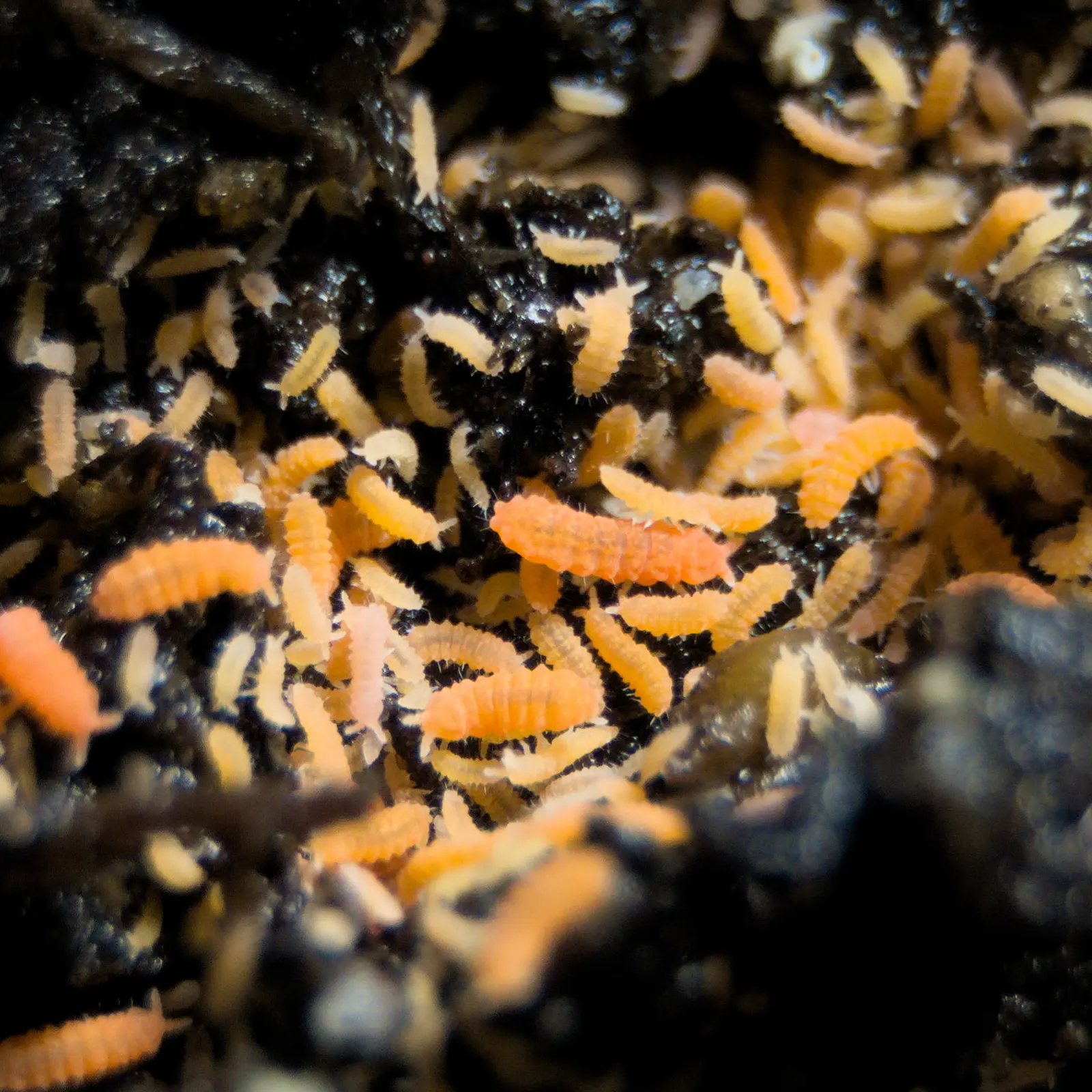 Colony of orange springtails gathered within the soil.