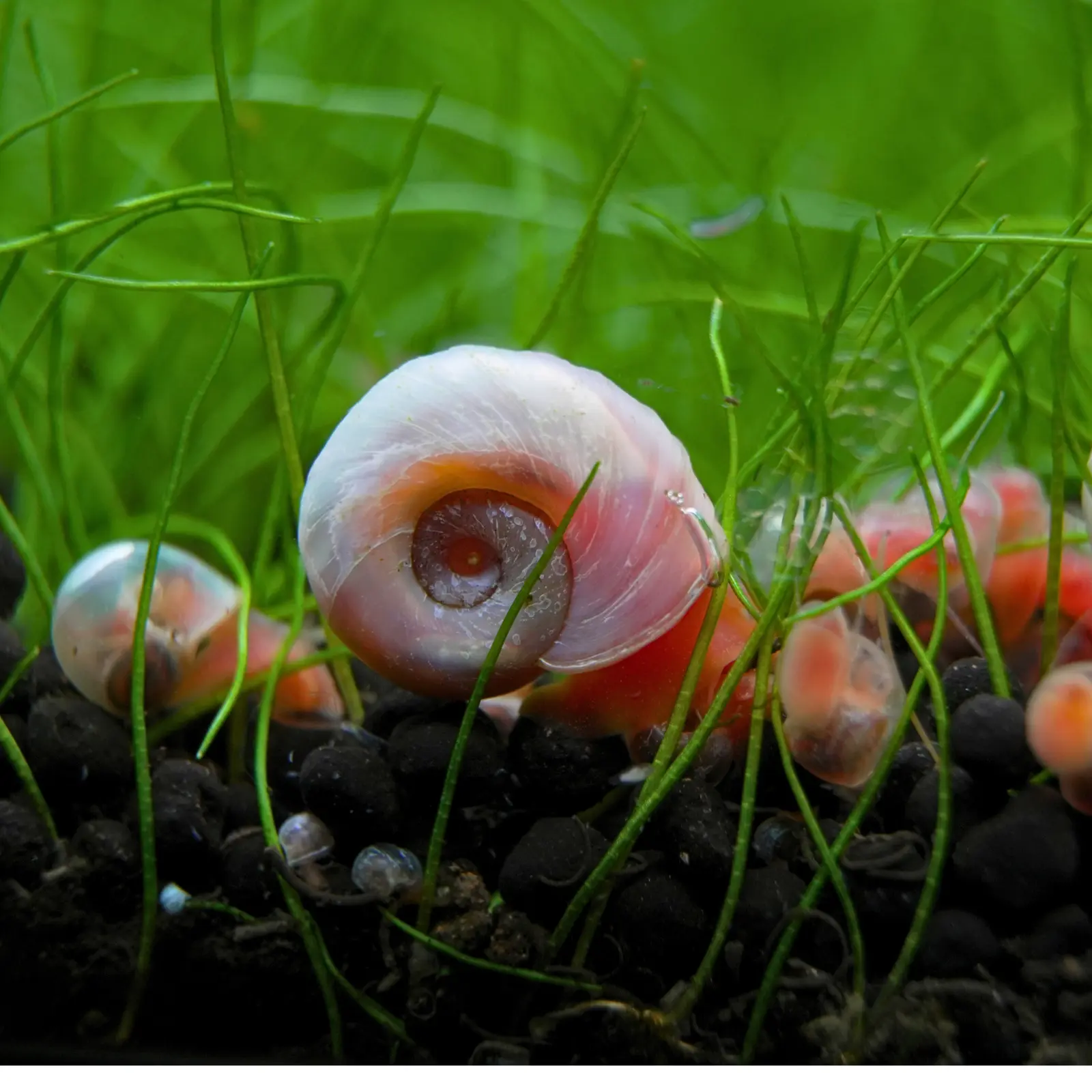 Cluster of pink ramshorn snails