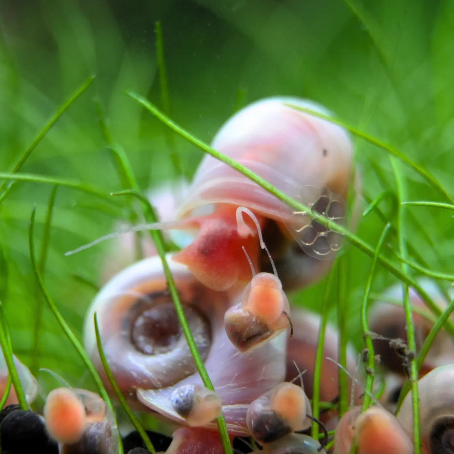 Pink ramshorn snails in the grass, snail eggs on the glass.