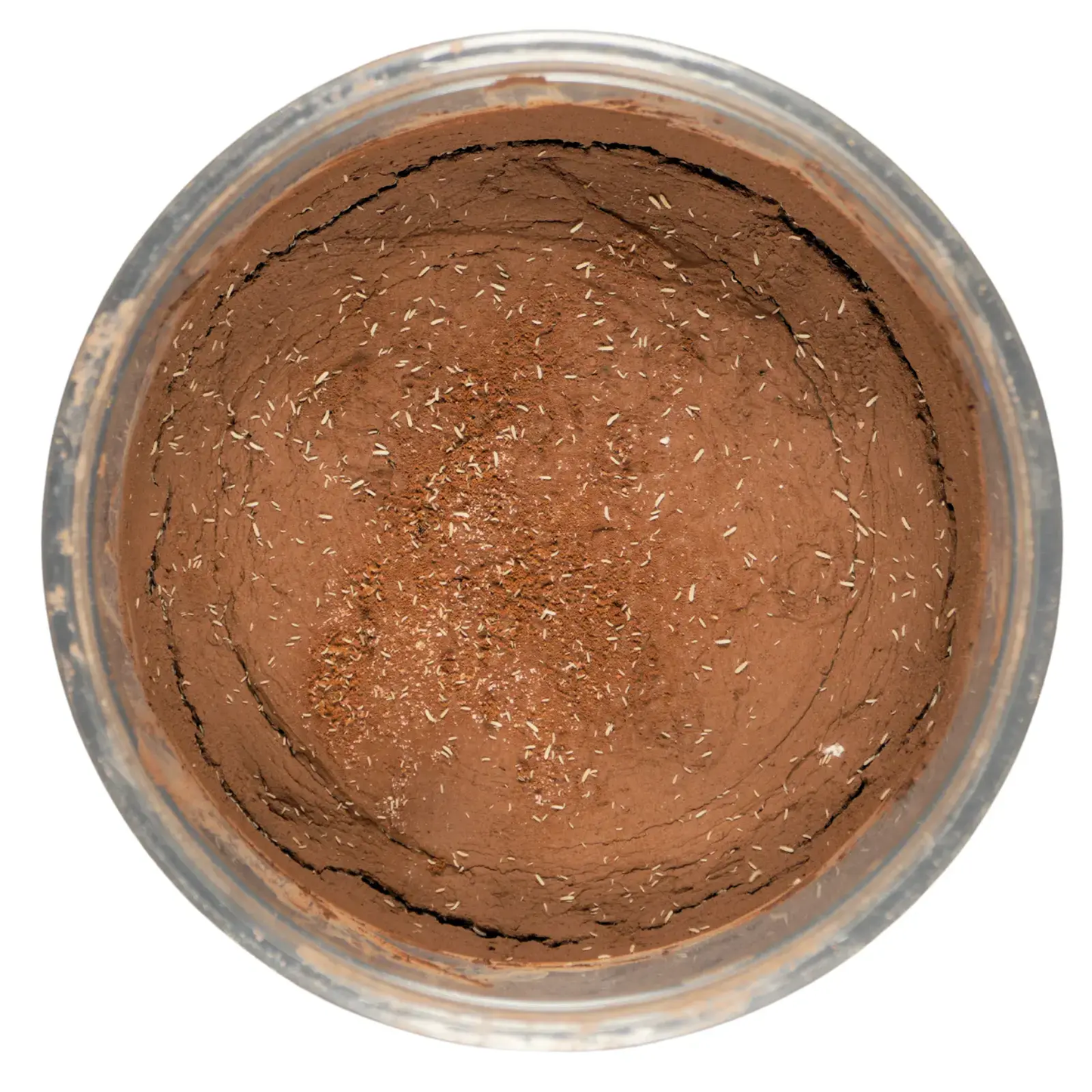 A culture of springtails on clay media.