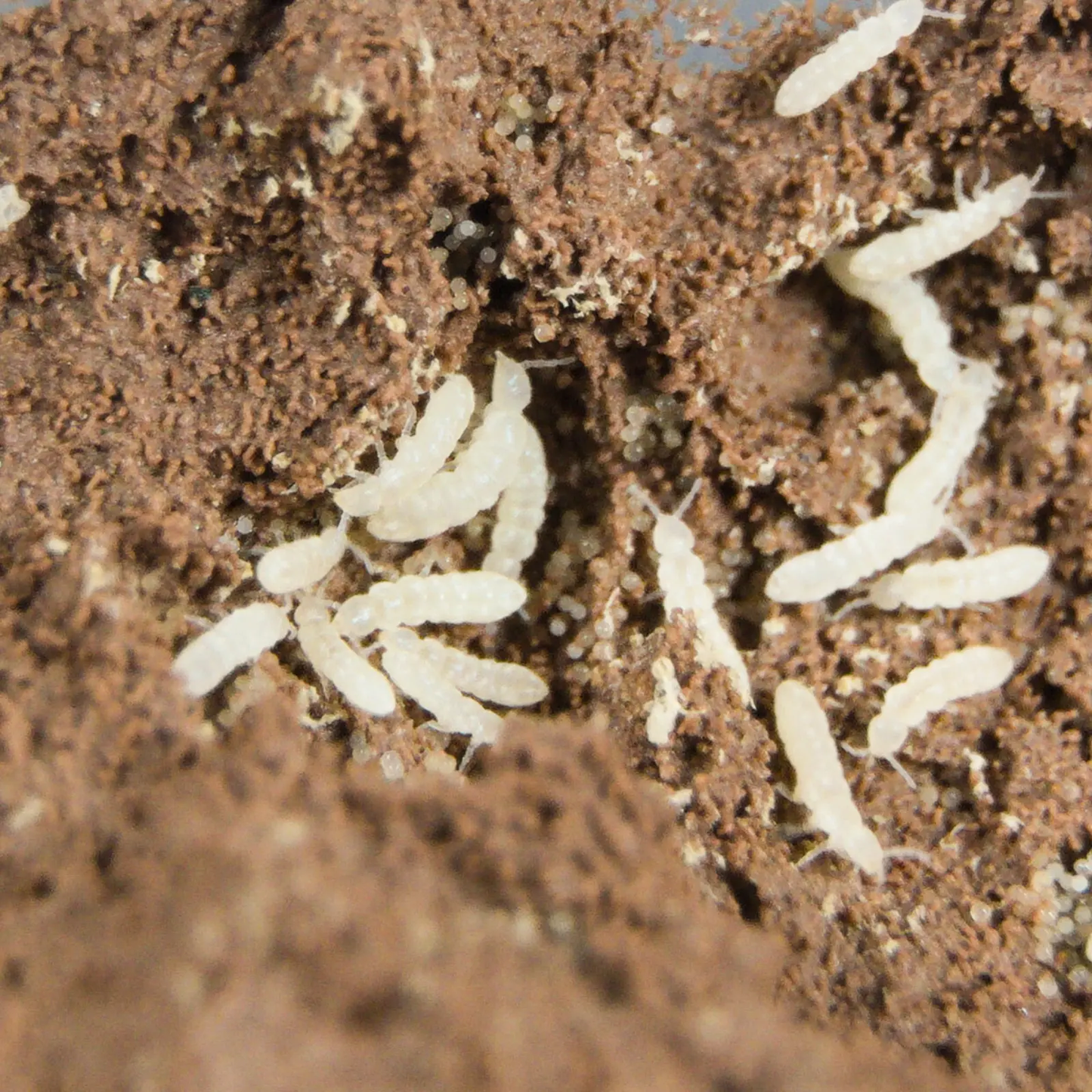 Temperate white springtails on clay in a cluster with eggs laid within the media.