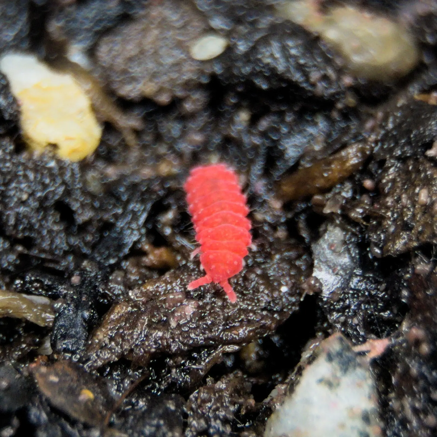 Thai Red Springtail on soil.