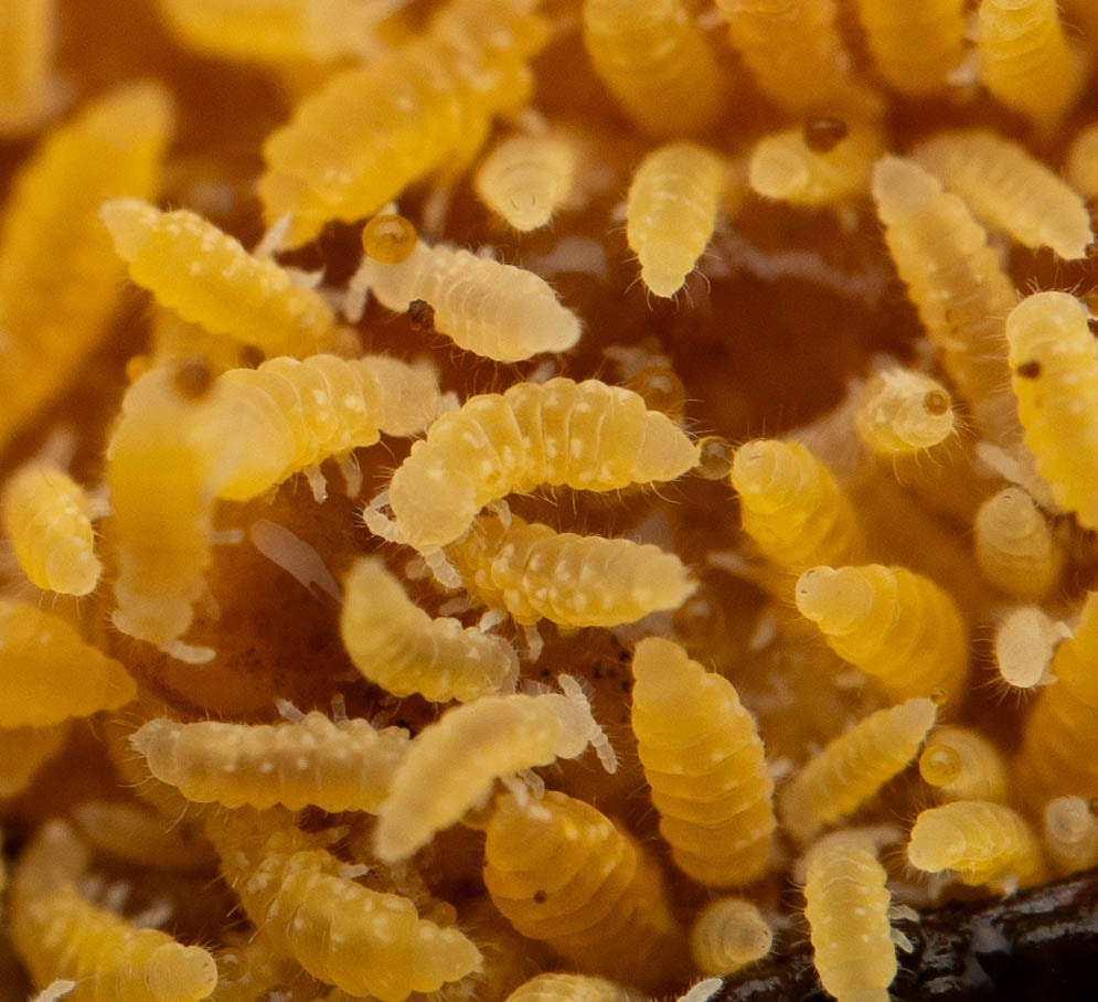 Yellow Albino Springtail Care Guide: Housing and Feeding Ceratophysella Isabellae