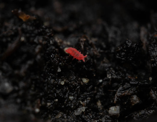 Thai Red Springtail Care Guide: Essential Tips for Housing and Habitat