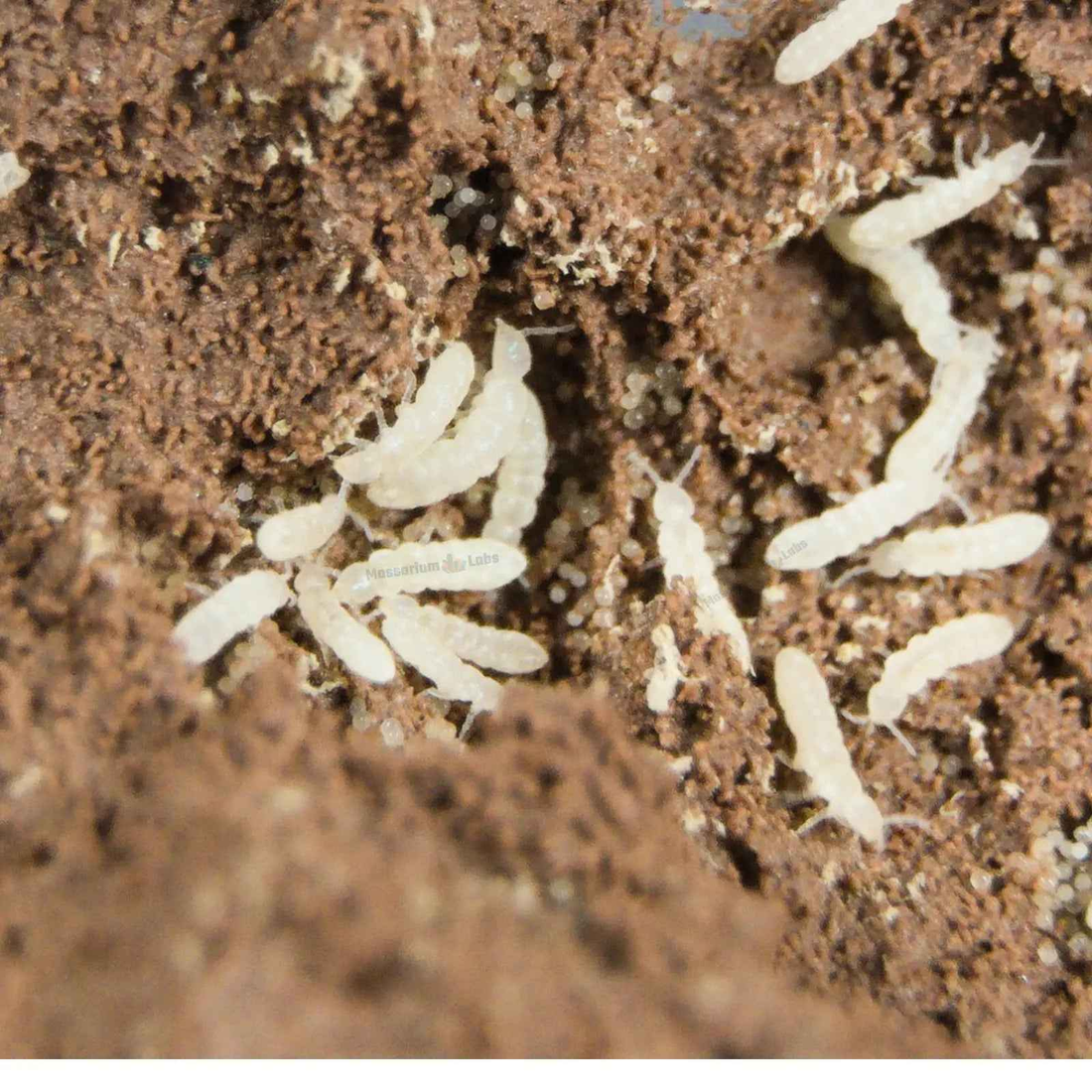 Temperate White Springtail Care Guide: Housing & Feeding Folsomia Candida