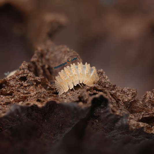 Cristarmadillidium Muricatum Spiky Pineapple Isopods Mossarium Labs