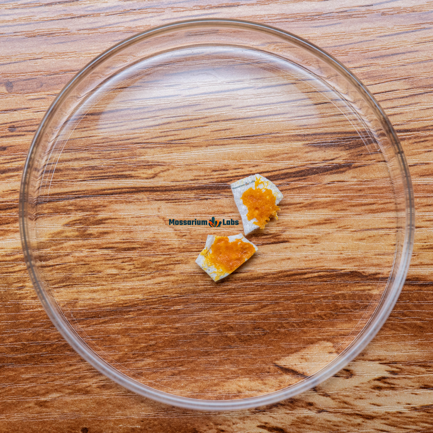 Physarum Polycephalum Sclerotium Slime Mold Culture Mossarium Labs