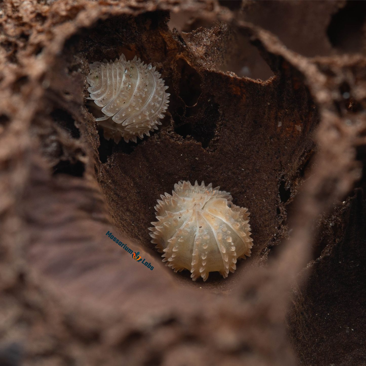 Cristarmadillidium Muricatum Spiky Pineapple Isopods Mossarium Labs