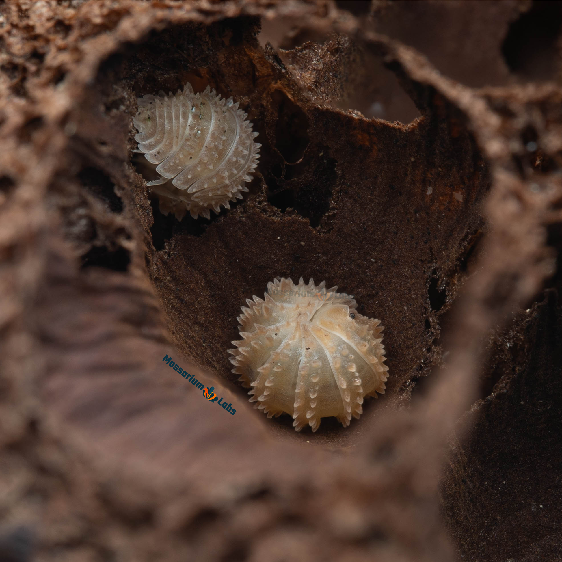 Cristarmadillidium Muricatum Spiky Pineapple Isopods Mossarium Labs