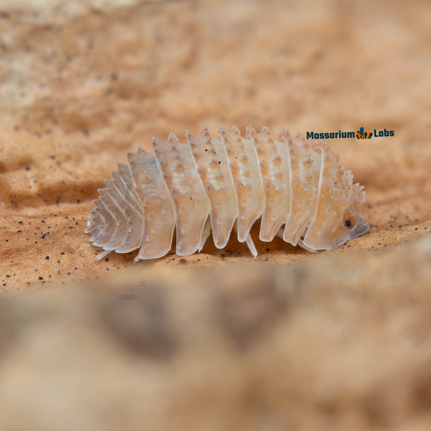 Cristarmadillidium Muricatum Spiky Pineapple Isopods Mossarium Labs