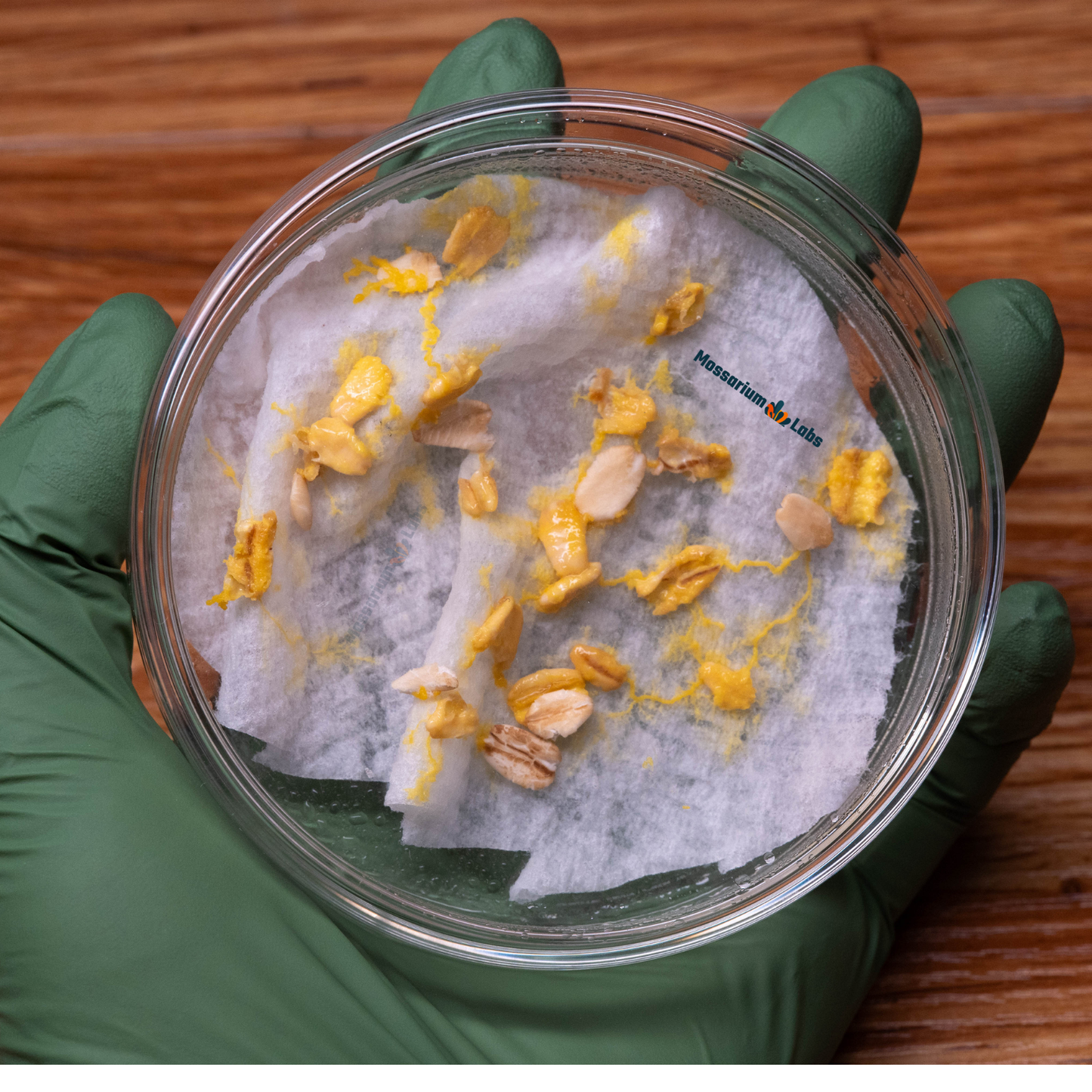 Physarum Polycephalum Sclerotium Slime Mold Culture Mossarium Labs