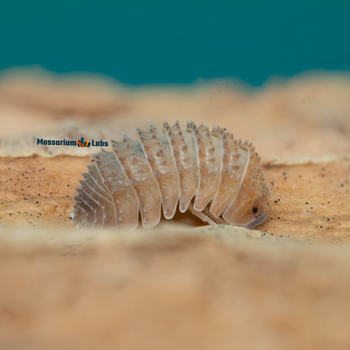 Cristarmadillidium Muricatum Spiky Pineapple Isopods Mossarium Labs