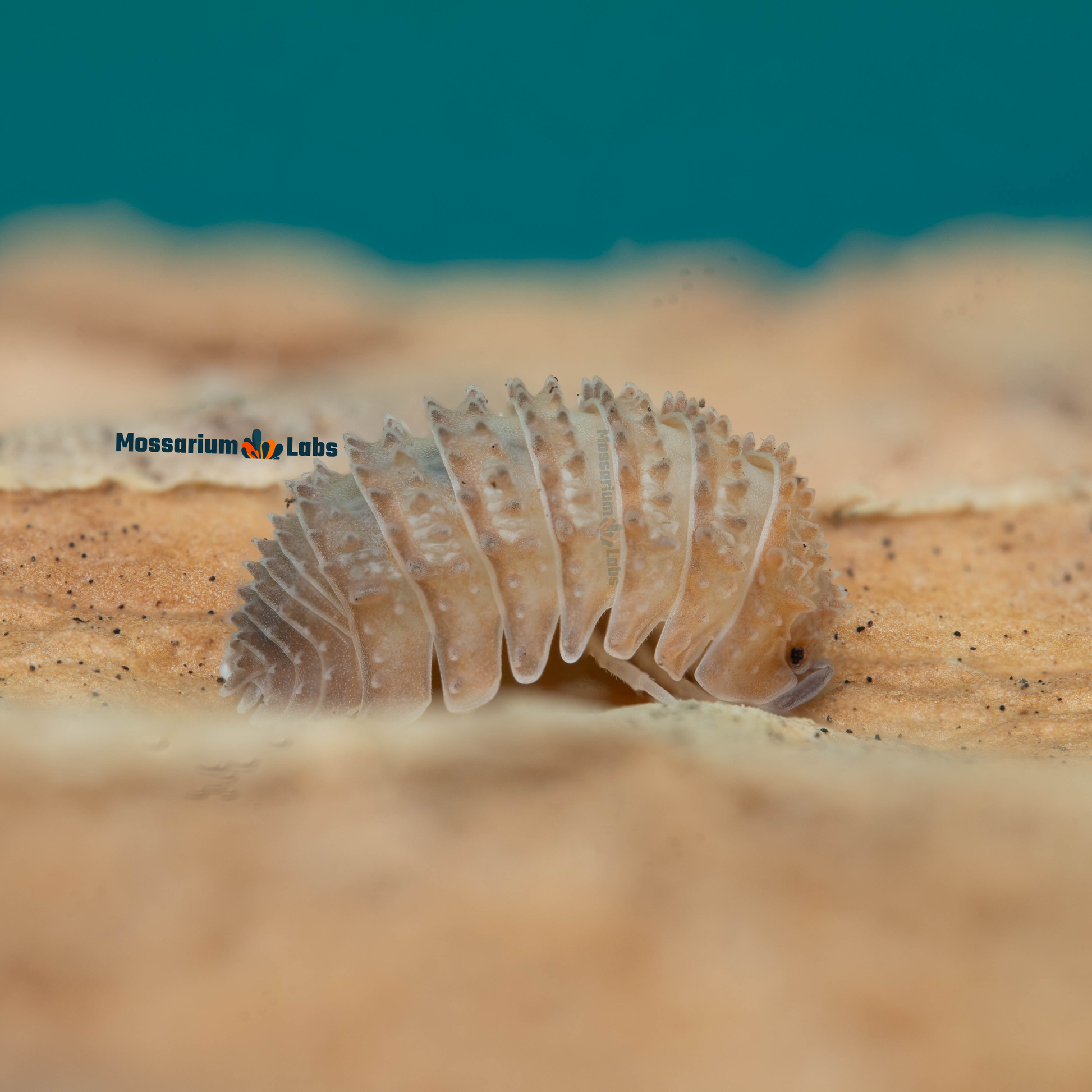 Cristarmadillidium Muricatum Spiky Pineapple Isopods Mossarium Labs