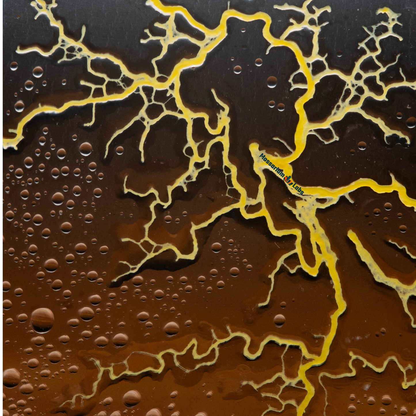 Physarum Polycephalum Sclerotium Slime Mold Culture Mossarium Labs