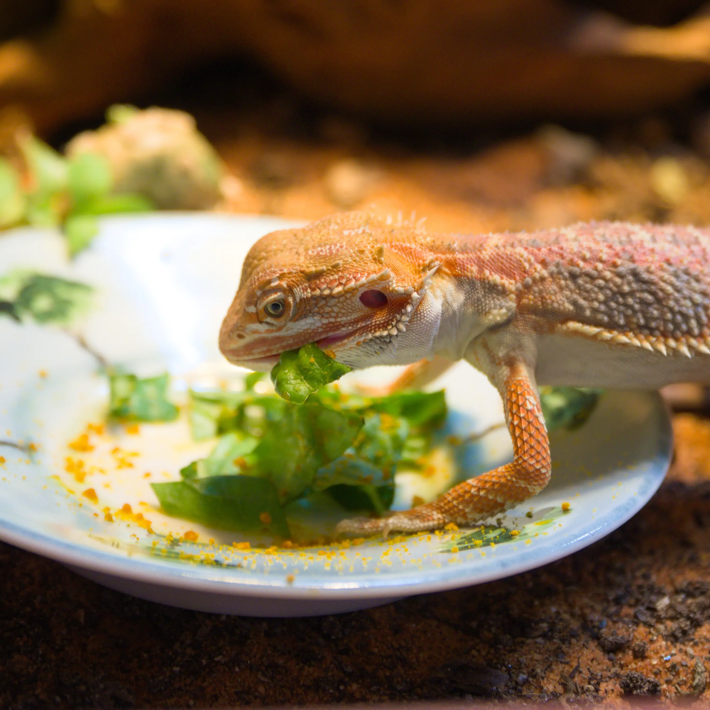 Bearded dragon eating nutritious green leaves with powdered bee pollen added. 