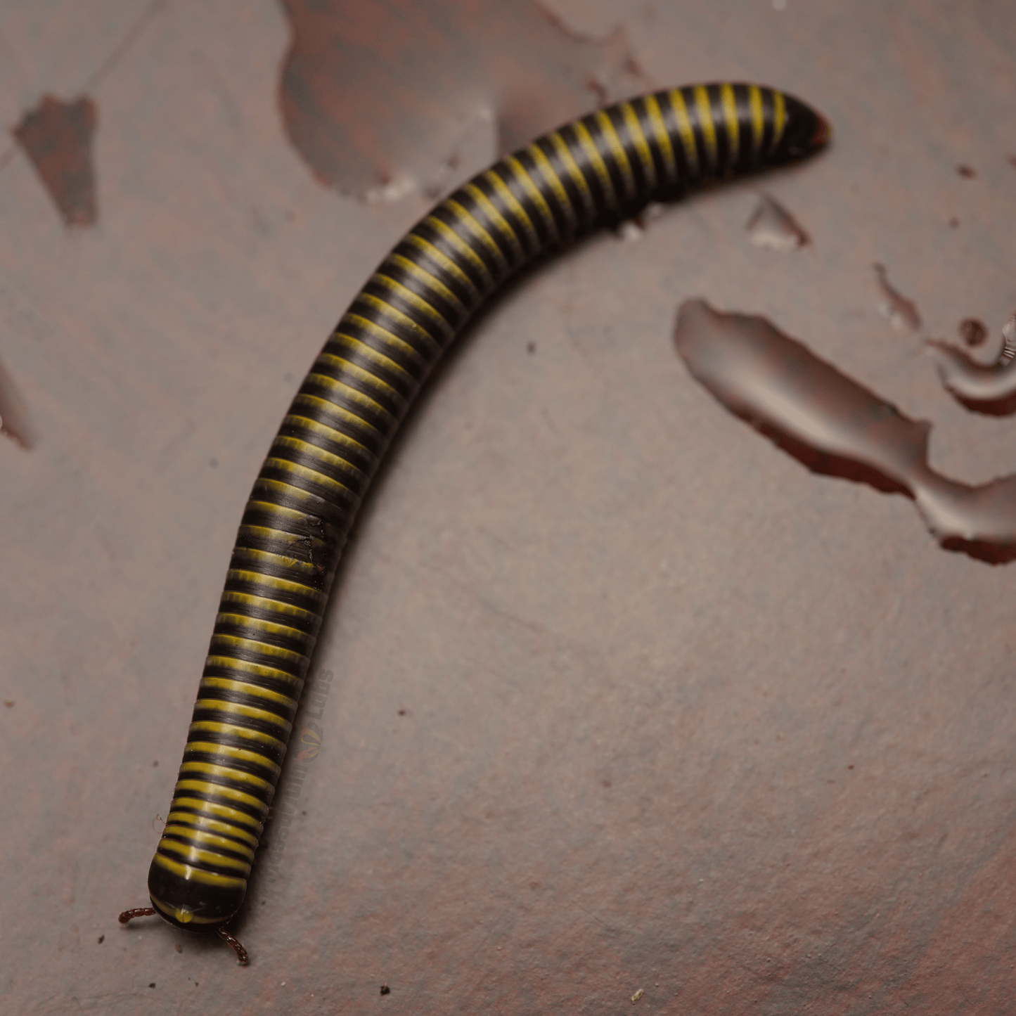 Bumblebee Millipede (Anadenobolus Monilicornis)