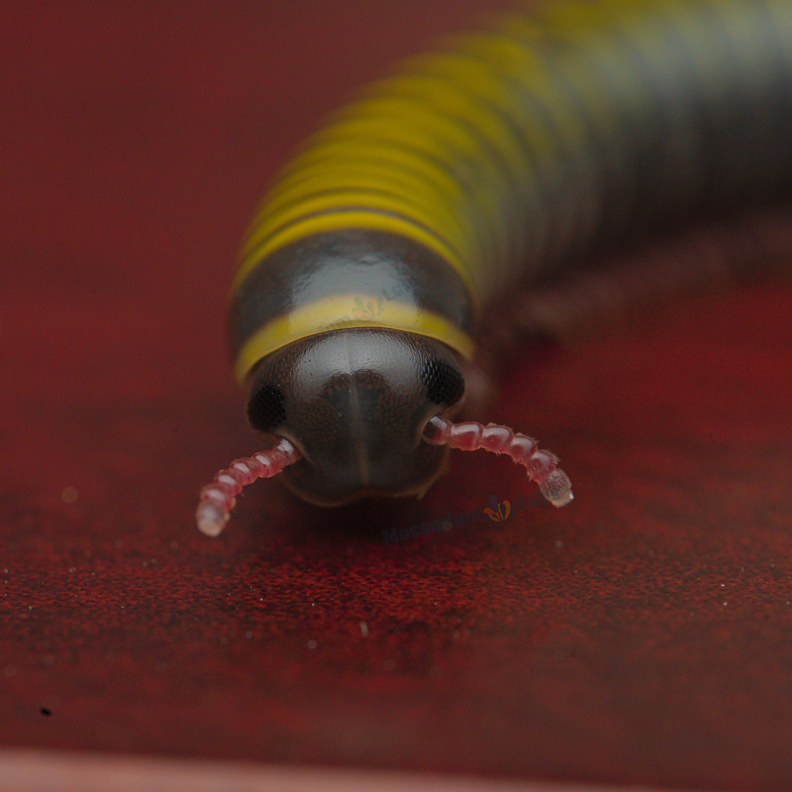Bumblebee Millipede (Anadenobolus Monilicornis) Mossarium Labs
