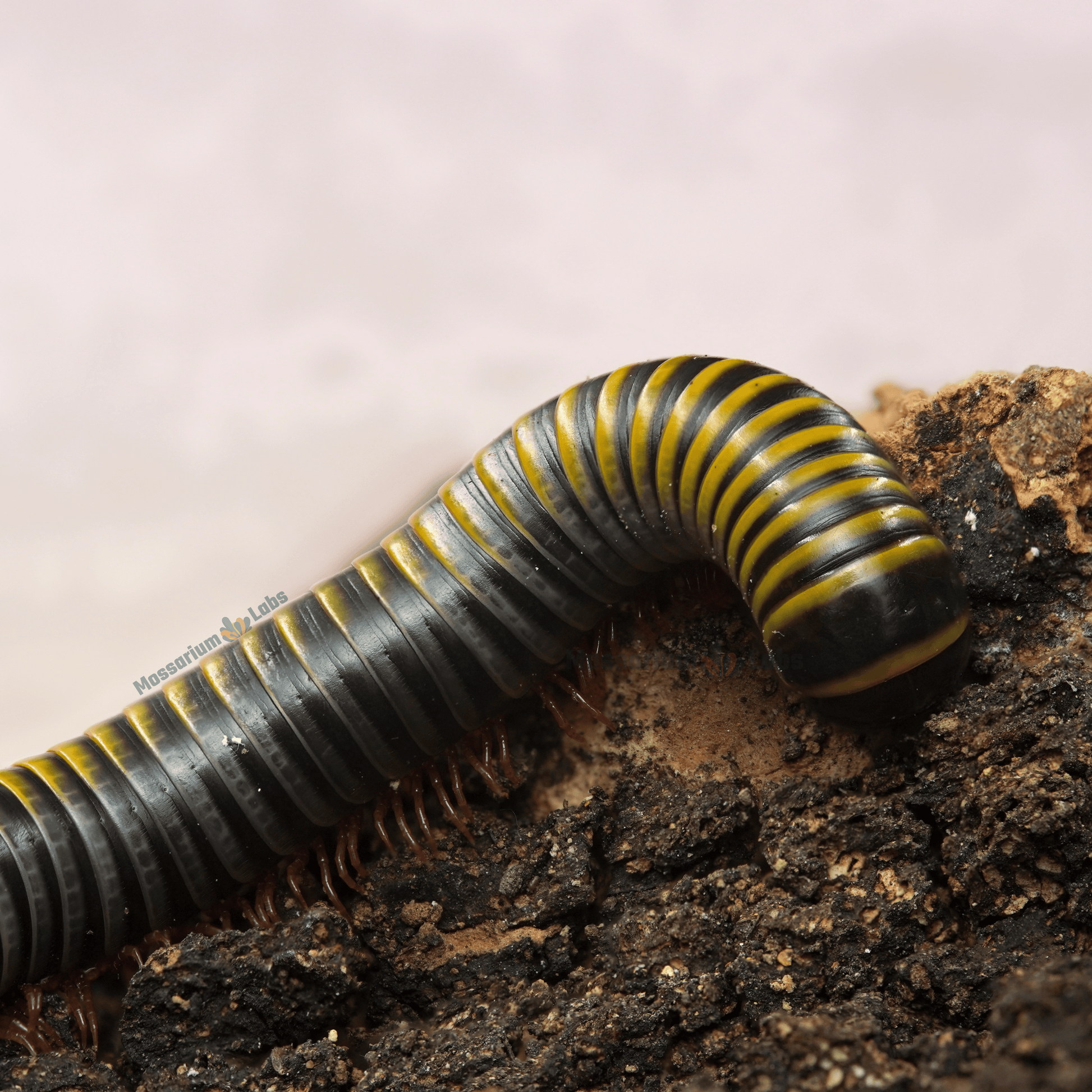 Bumblebee Millipede (Anadenobolus Monilicornis)