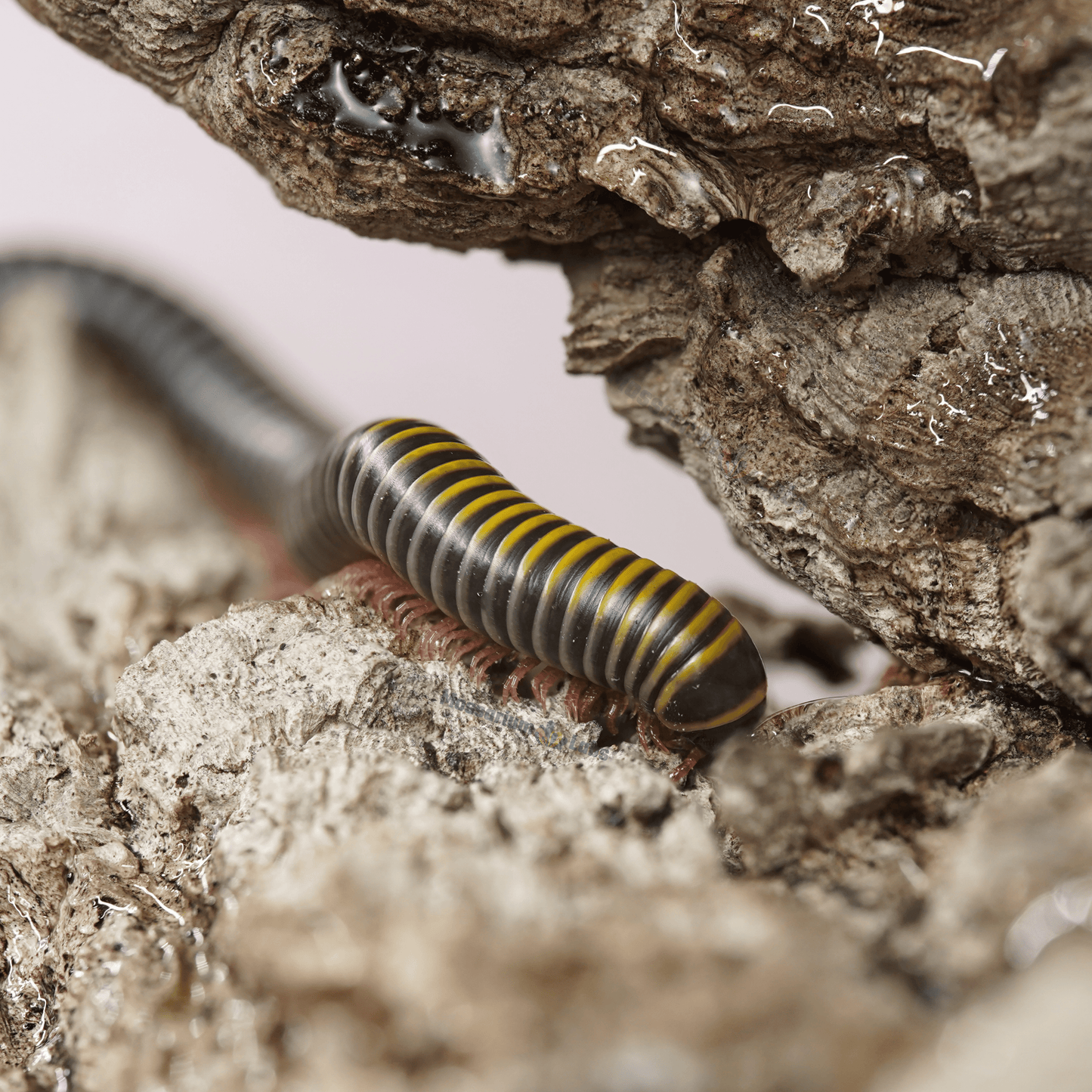 Bumblebee Millipede (Anadenobolus Monilicornis)