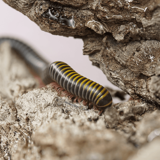 Bumblebee Millipede (Anadenobolus Monilicornis)