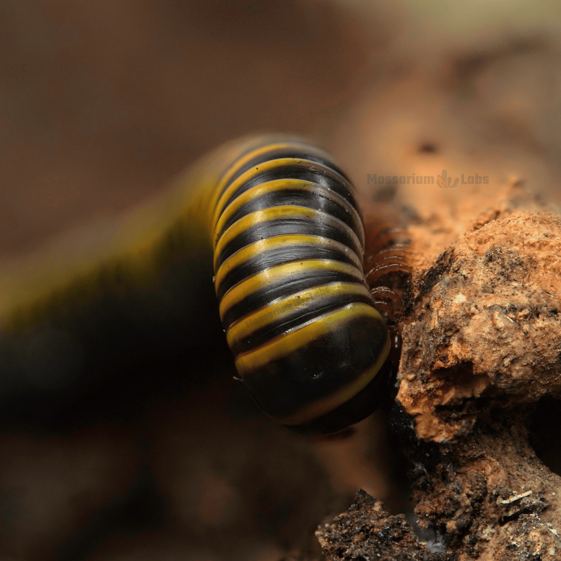 Bumblebee Millipede (Anadenobolus Monilicornis)