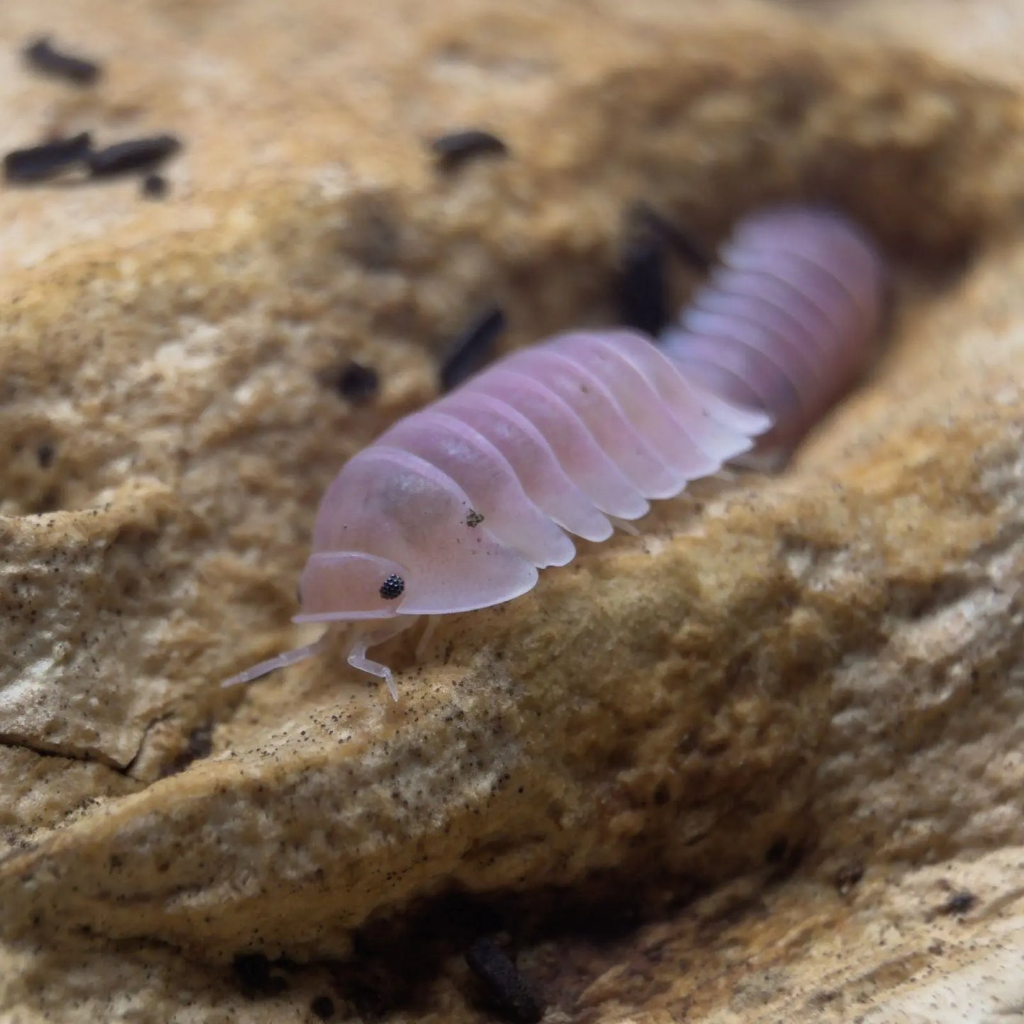 Cubaris Sp. Cherry Blossom Isopods