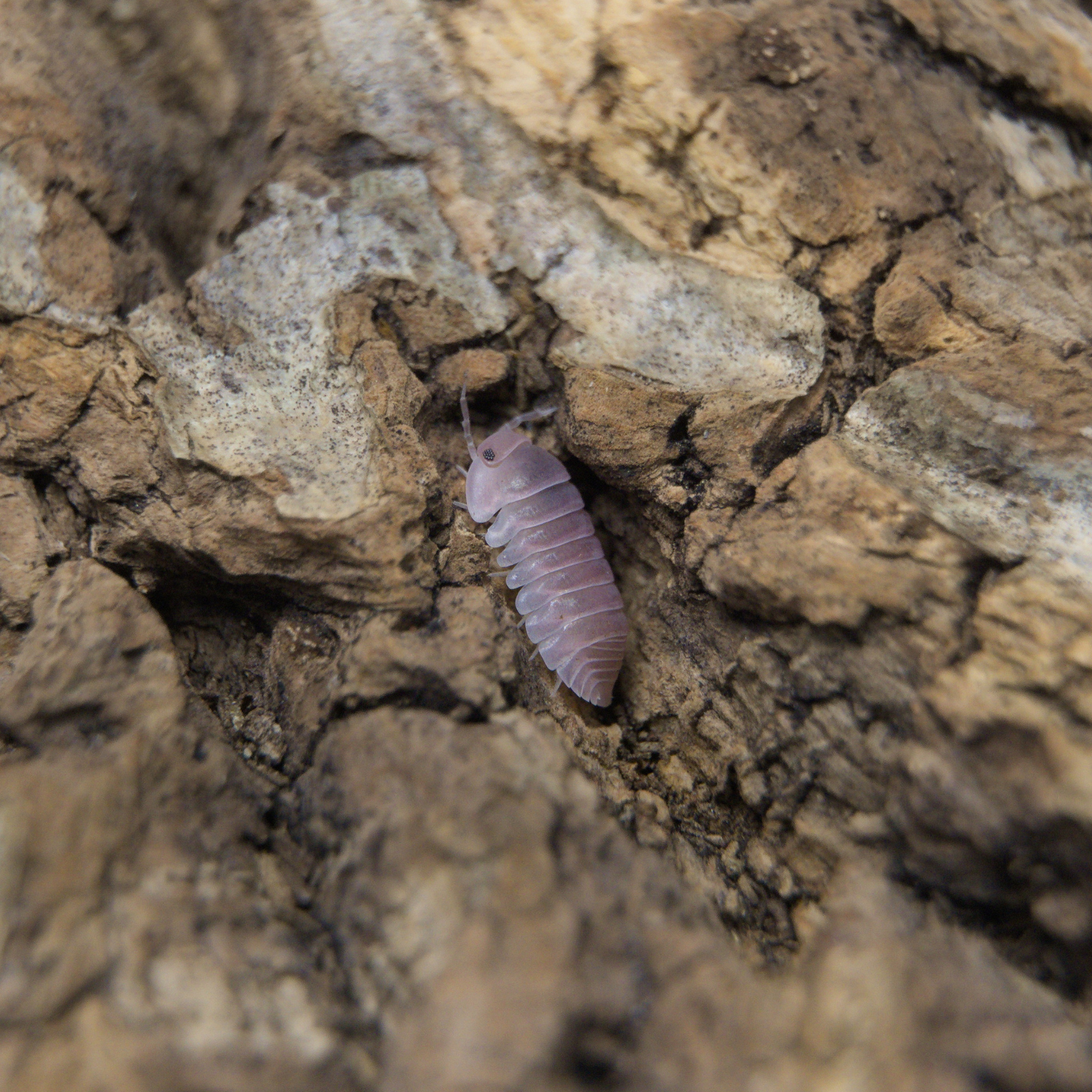 Cubaris Sp. Cherry Blossom Isopods - Mossarium Labs