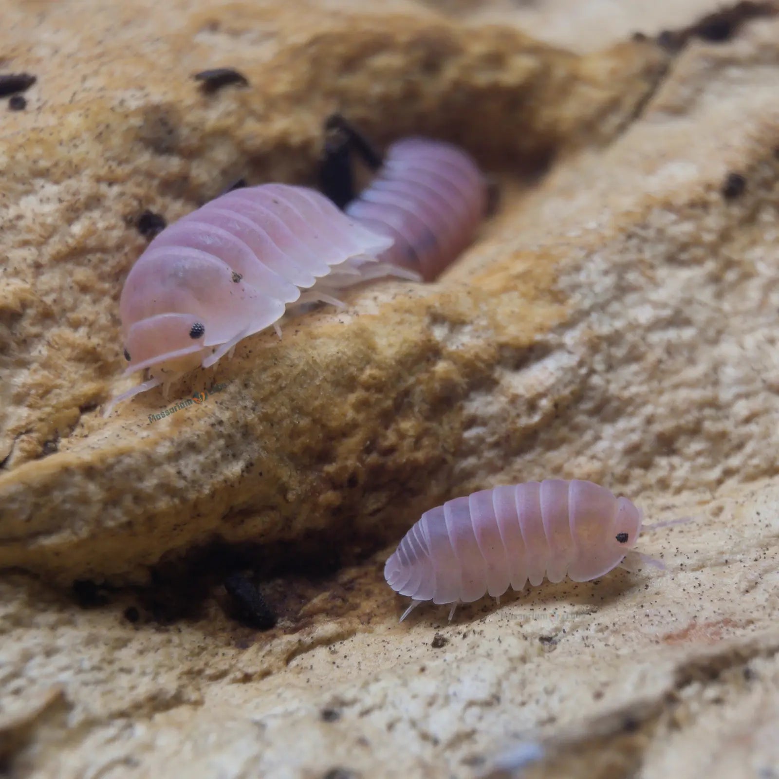 Pink Isopods on wooden log