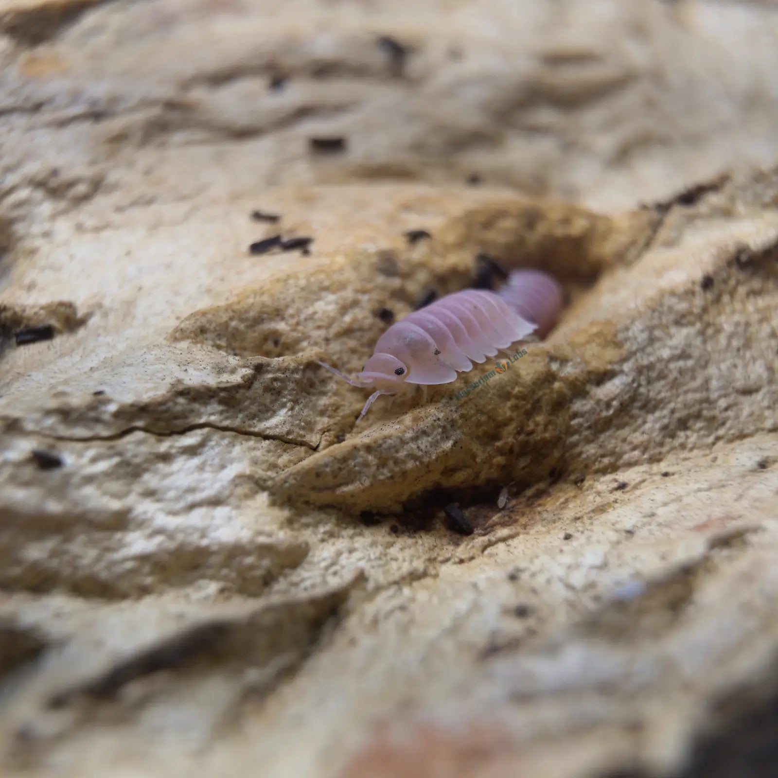 Pink Isopod on wooden log with a springtail below it.