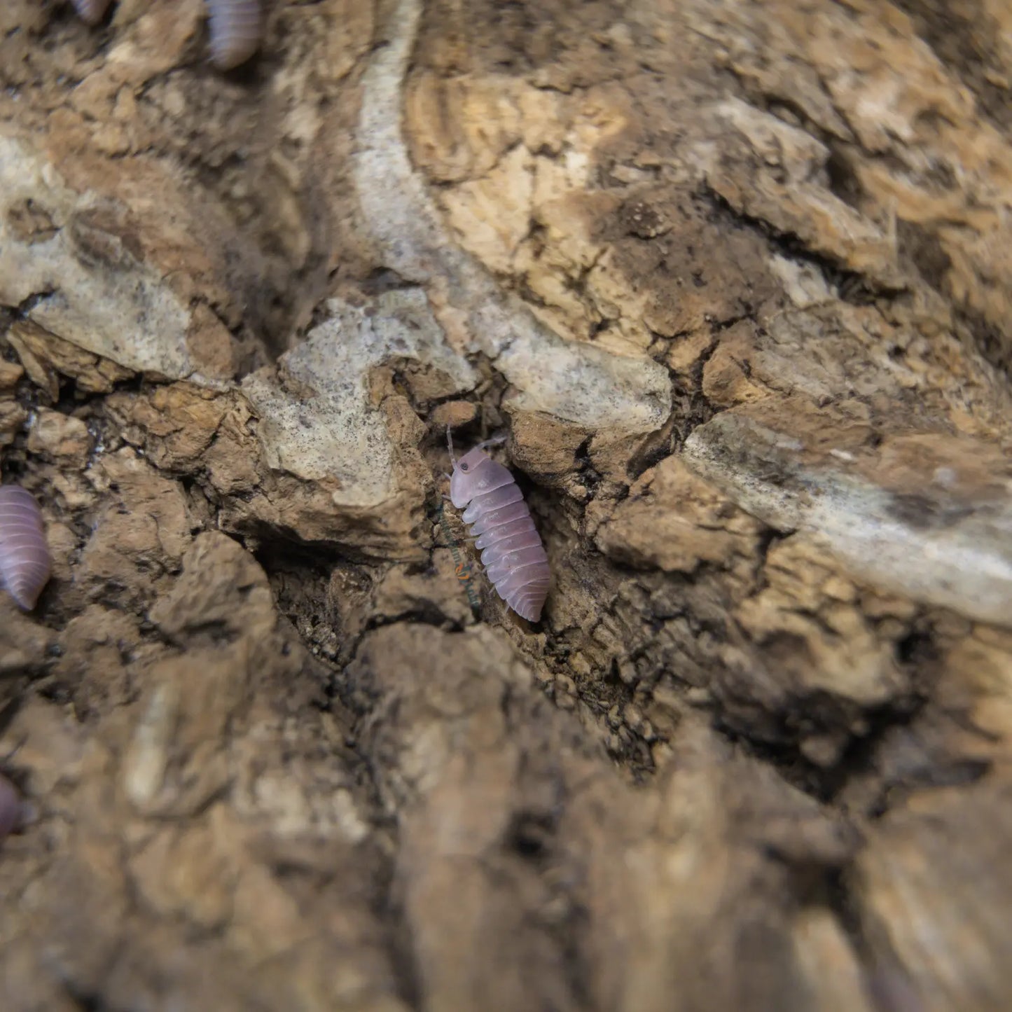 Cherry Blossom Isopod hiding in a crevice.