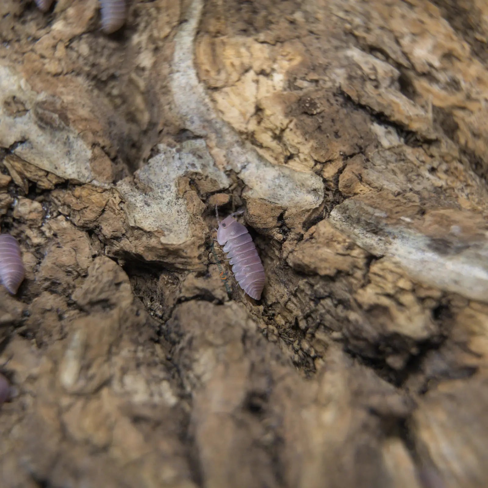 Cherry Blossom Isopod hiding in a crevice.