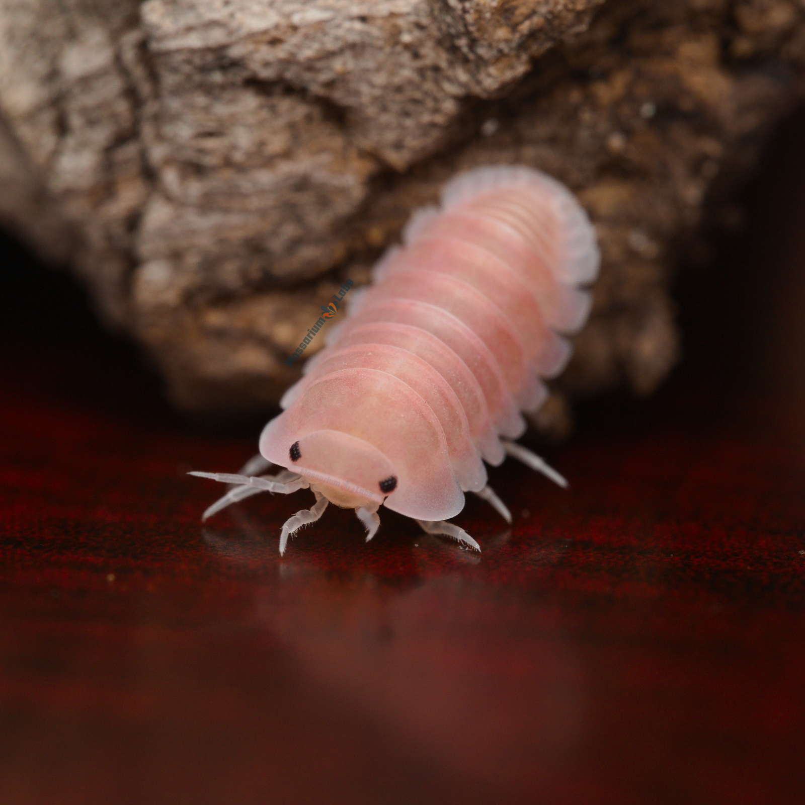 Cubaris Sp. Cherry Blossom Isopods