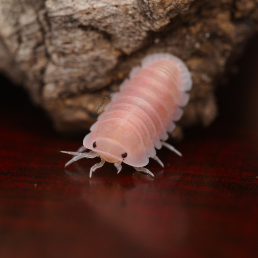 Cubaris Sp. Cherry Blossom Isopods