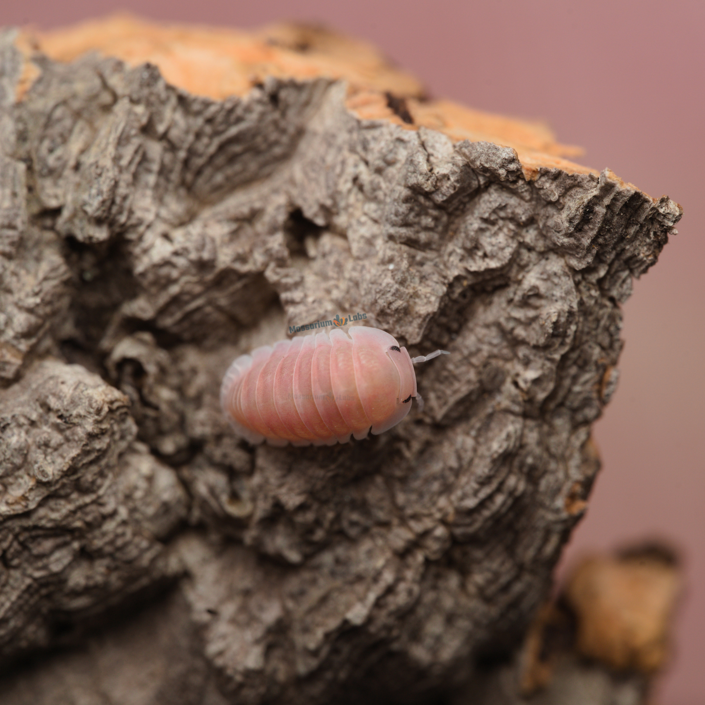 Cubaris sp. Cherry Blossom Isopods My Store