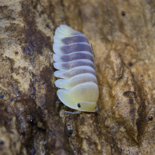 Cubaris Jupter isopod on wood