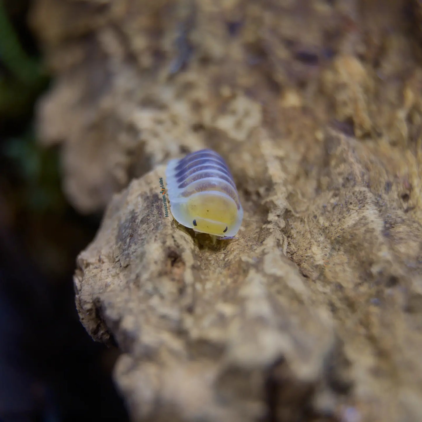Cubaris Sp. Jupiter Isopod on wood