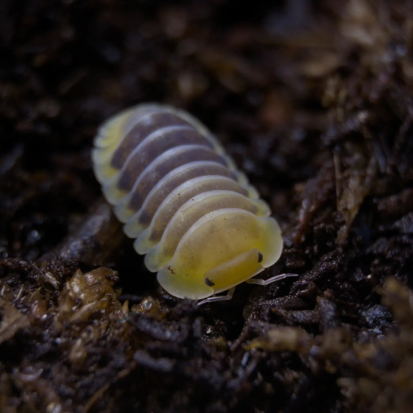Yellow pill bug on a dark, textured surface