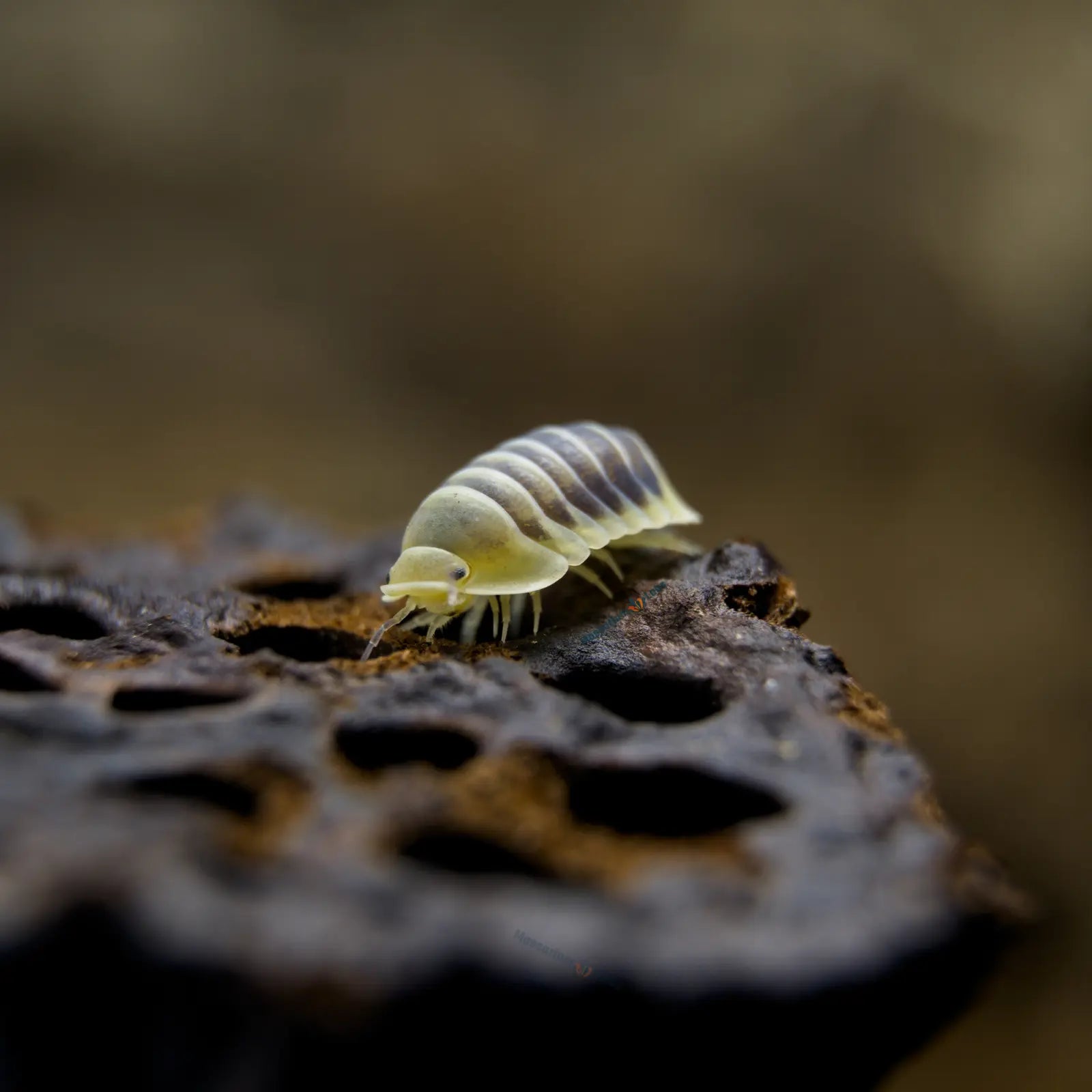 Cubaris Sp. Jupiter Isopod on seed pod.