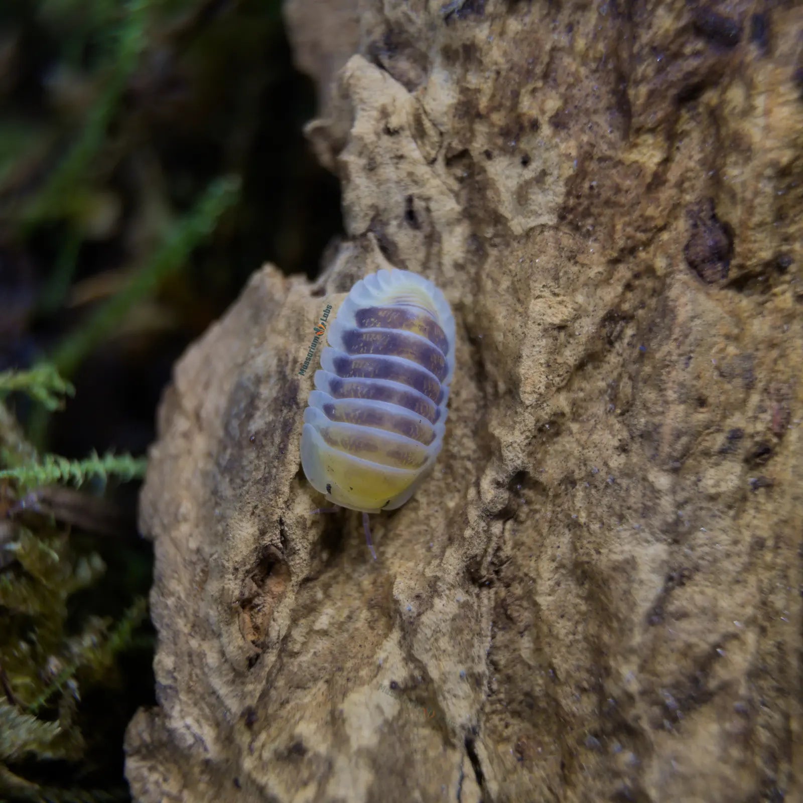 Cubaris Sp. Jupiter Isopod on wood by moss.