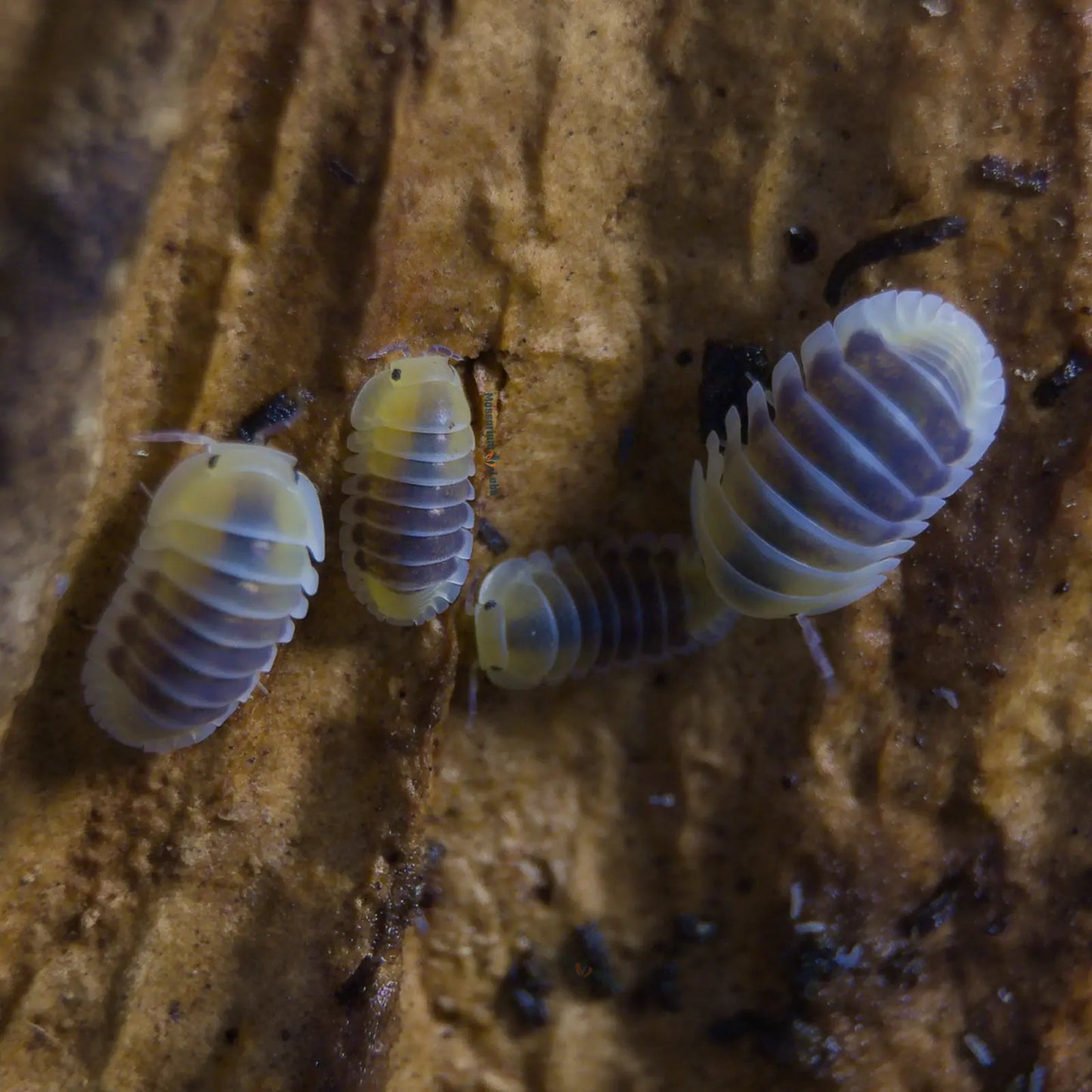 4 Jupiter Isopods on wood