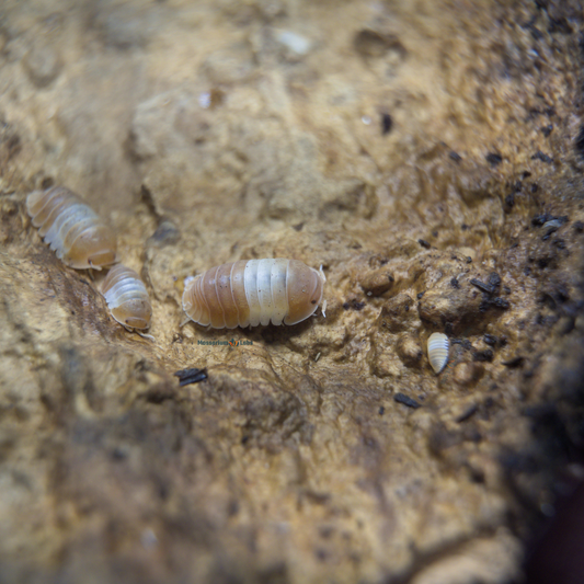 4 small Cubaris Sp. Red Panda King Isopods on wood.