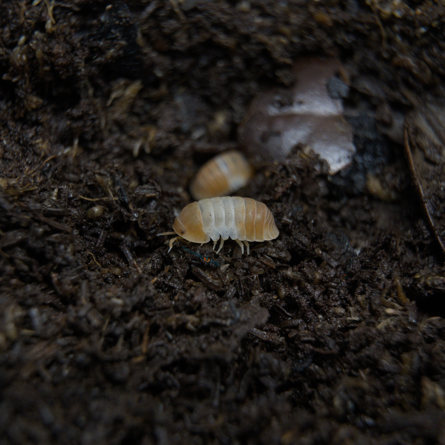 Two Cubaris Sp. Red Panda King Isopods on soil.