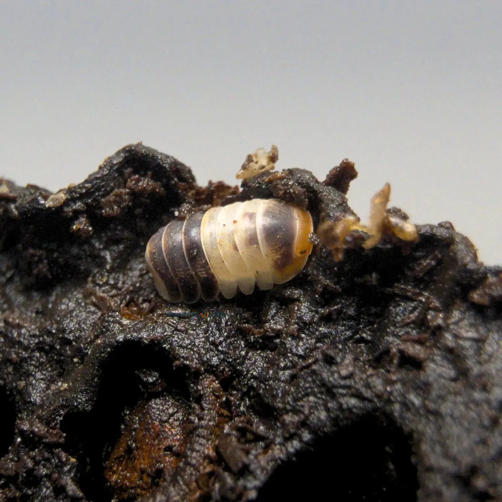 Cubaris White Shark Isopod on seed pod.
