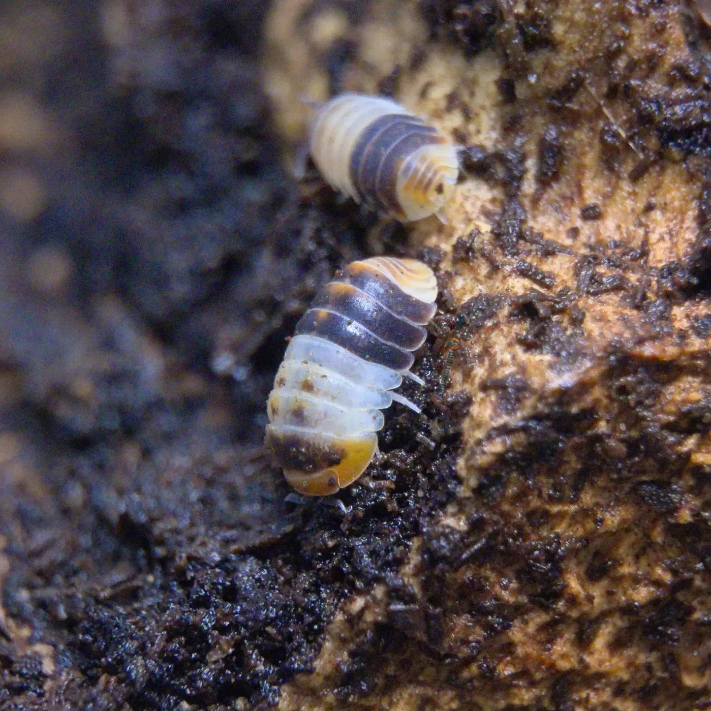 Cubaris White Shark Isopods on wood.