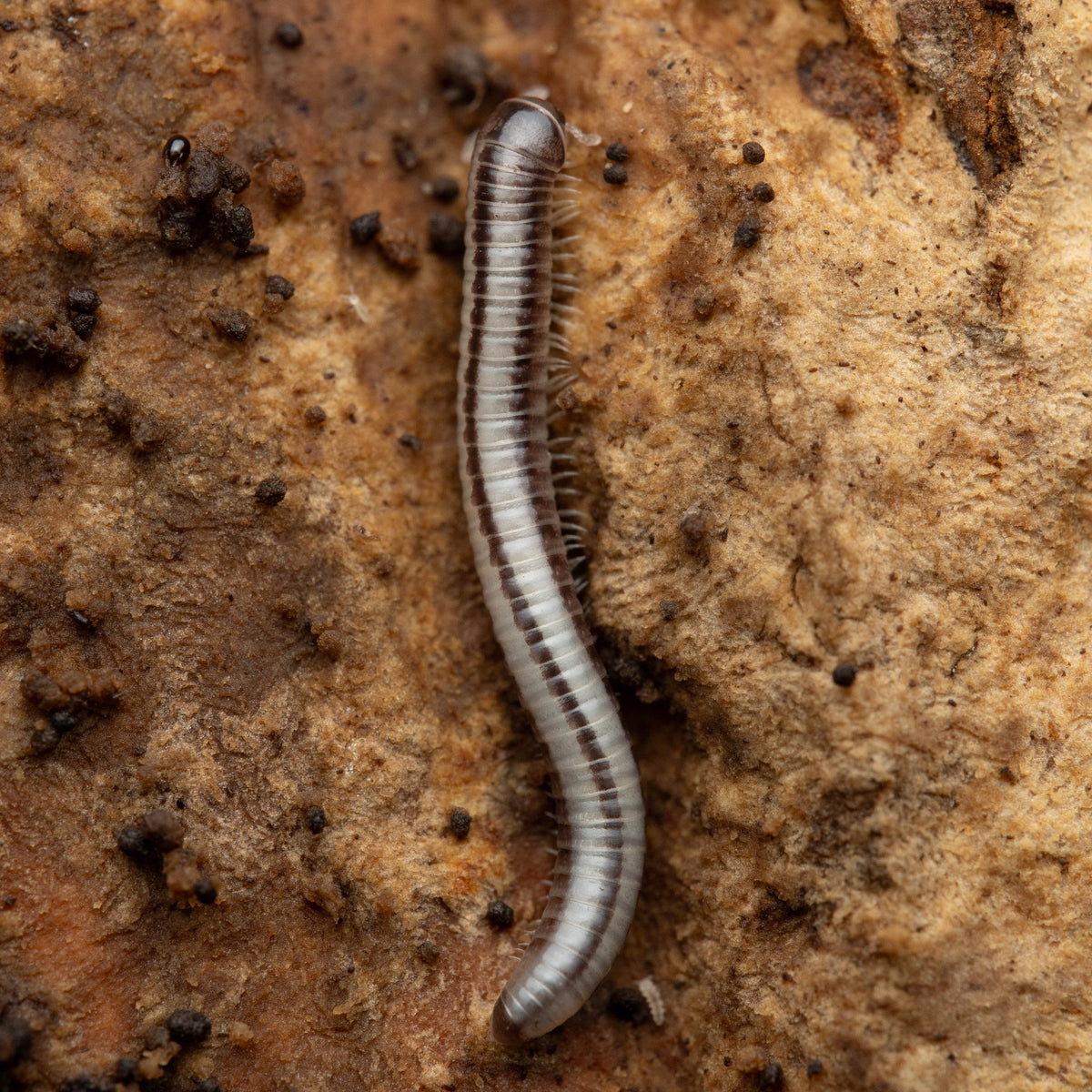 A close-up photograph of a millipede crawling on textured brown soil and decaying organic matter.